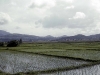 rice-field_0