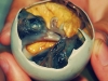 balut